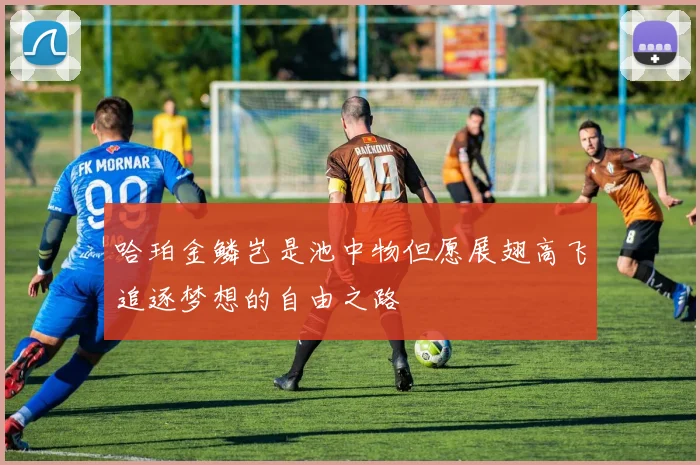 哈珀金鳞岂是池中物但愿展翅高飞追逐梦想的自由之路